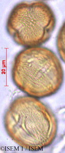 ISEM 1/Lithraea_ternifolia_29444/Lithraea_ternifolia_29444_0001(copy)_thumb.jpg